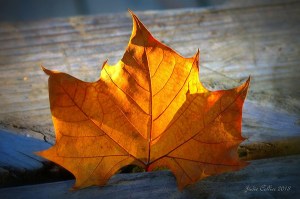 Golden Leaf, by Judie Collier