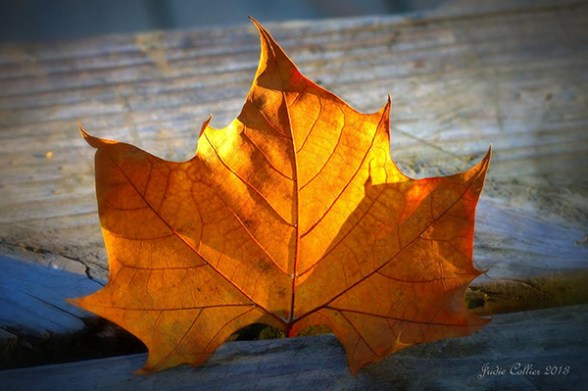Golden Leaf, by Judie Collier